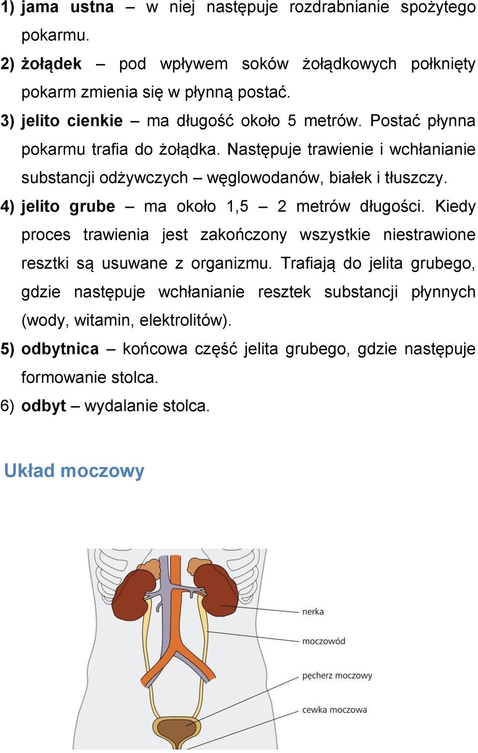 4) jelito grube ma około 1,5 2 metrów długości. Kiedy proces trawienia jest zakończony wszystkie niestrawione resztki są usuwane z organizmu.