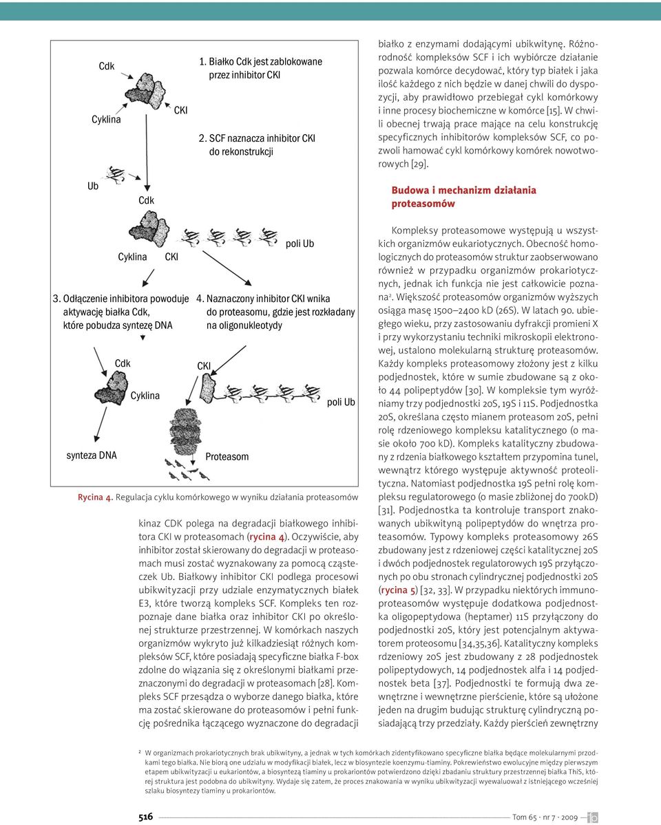 komórkowy i inne procesy biochemiczne w komórce [15].