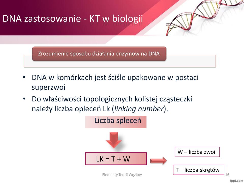 topologicznych kolistej cząsteczki należy liczba opleceń Lk (linking number).