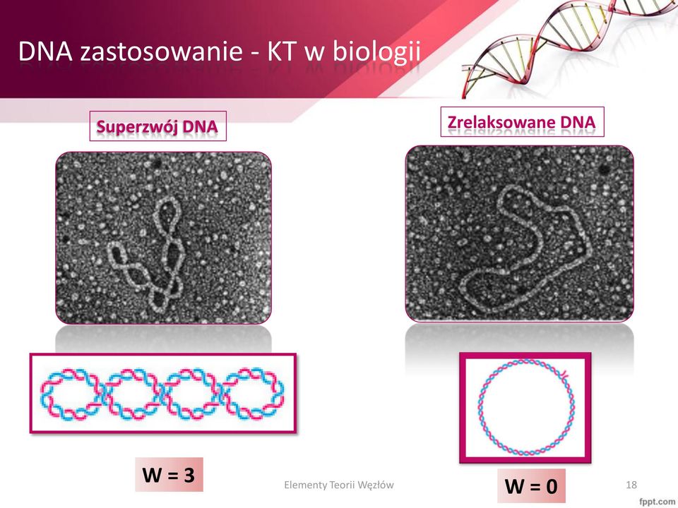 Zrelaksowane DNA W = 3 W