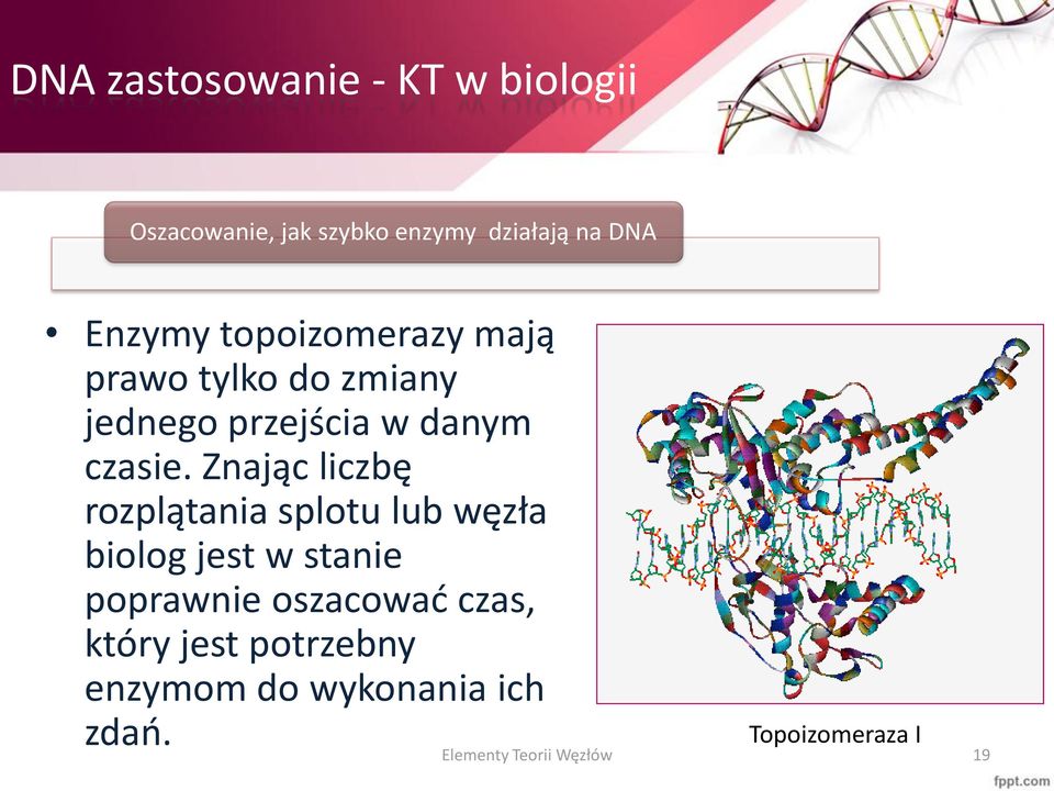 Znając liczbę rozplątania splotu lub węzła biolog jest w stanie poprawnie oszacować