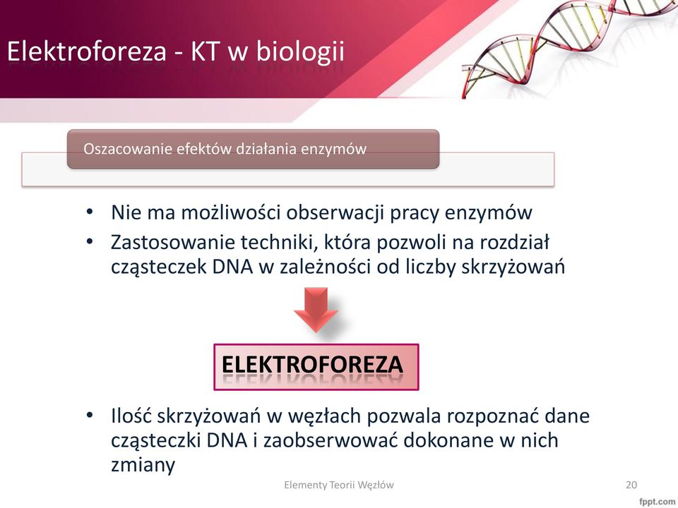 DNA w zależności od liczby skrzyżowań ELEKTROFOREZA Ilość skrzyżowań w węzłach pozwala