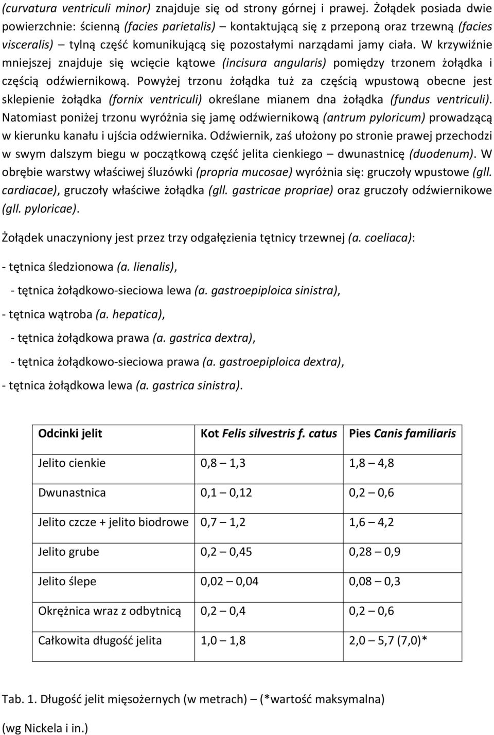 W krzywiźnie mniejszej znajduje się wcięcie kątowe (incisura angularis) pomiędzy trzonem żołądka i częścią odźwiernikową.