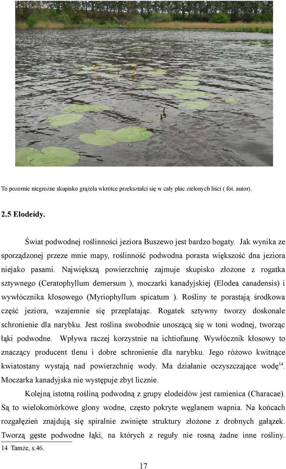 Największą powierzchnię zajmuje skupisko złożone z rogatka sztywnego (Ceratophyllum demersum ), moczarki kanadyjskiej (Elodea canadensis) i wywłócznika kłosowego (Myriophyllum spicatum ).