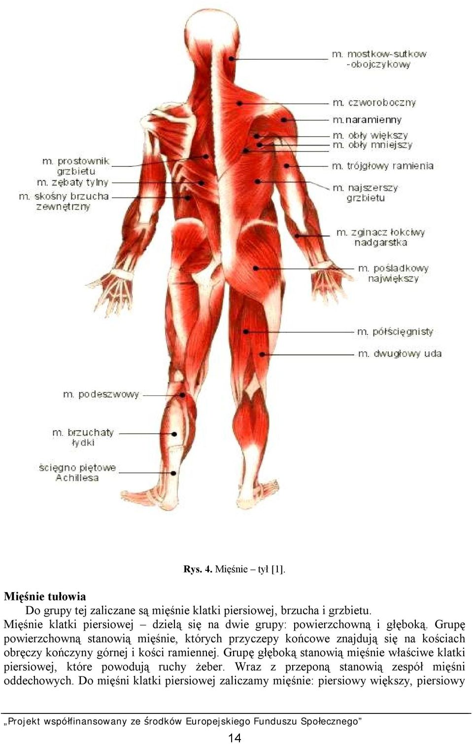 Grupę powierzchowną stanowią mięśnie, których przyczepy końcowe znajdują się na kościach obręczy kończyny górnej i kości ramiennej.