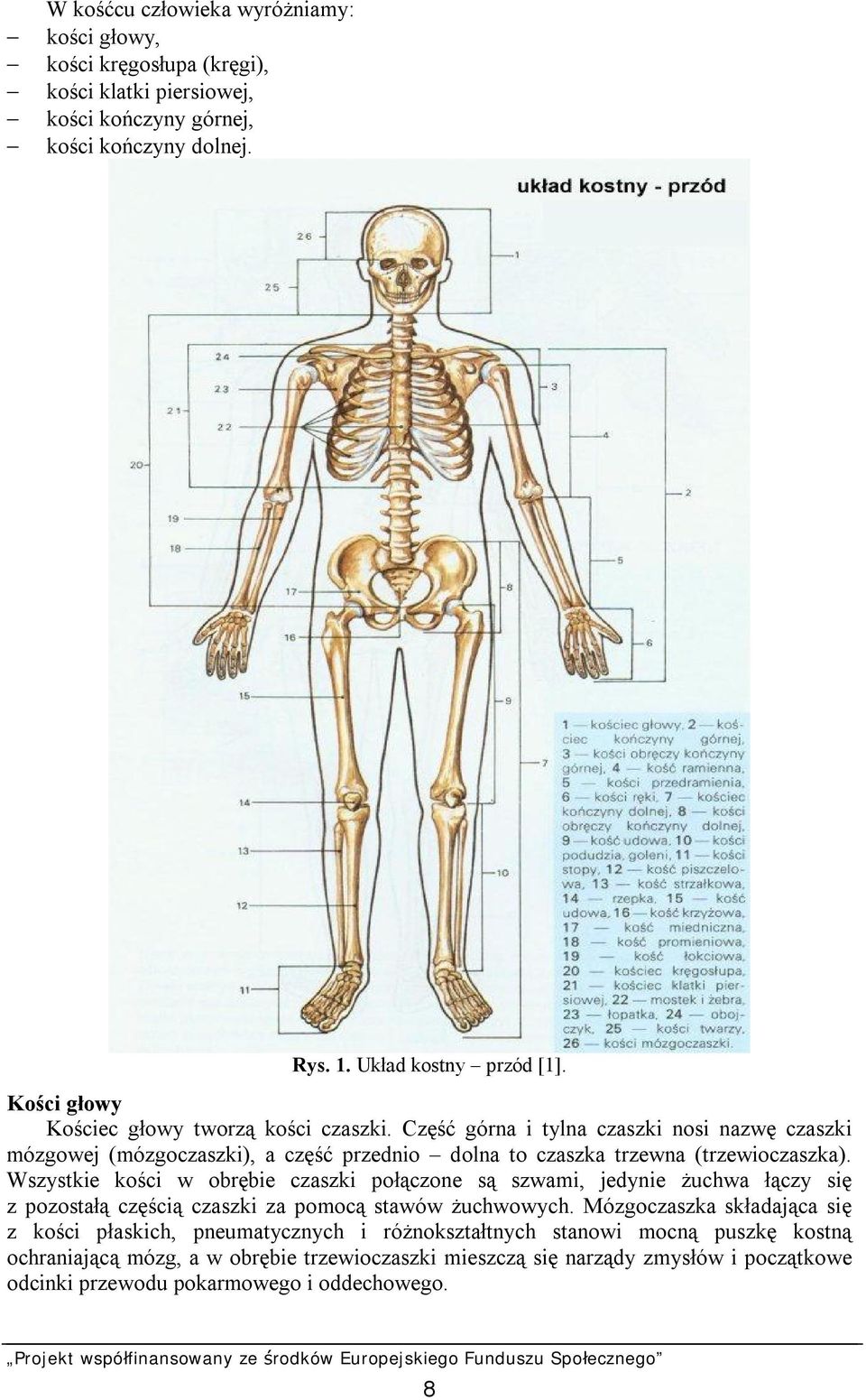 Wszystkie kości w obrębie czaszki połączone są szwami, jedynie żuchwa łączy się z pozostałą częścią czaszki za pomocą stawów żuchwowych.