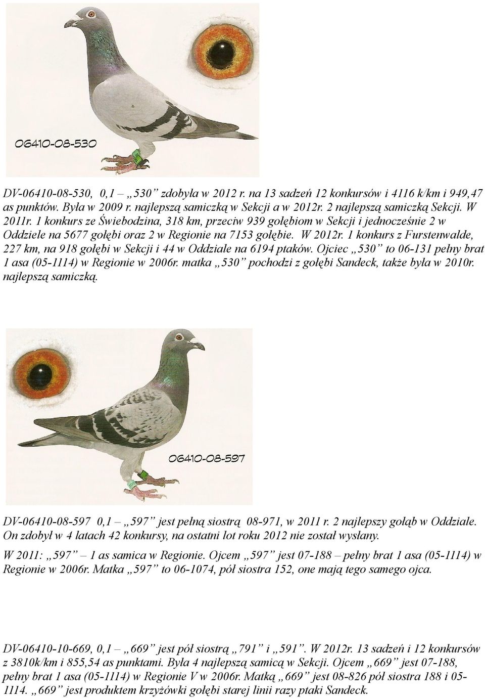 konkurs z Furstenwalde, 227 km, na 98 gołębi w Sekcji i 44 w Oddziale na 694 ptaków. Ojciec 530 to 06-3 pełny brat asa (05-4) w Regionie w 2006r.