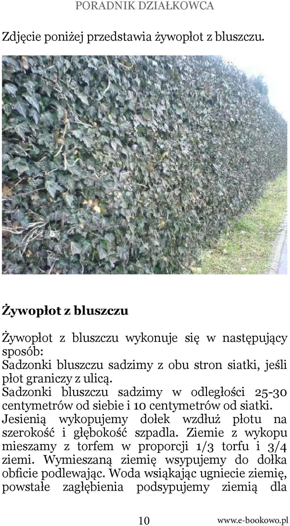 ulicą. Sadzonki bluszczu sadzimy w odległości 25-30 centymetrów od siebie i 10 centymetrów od siatki.