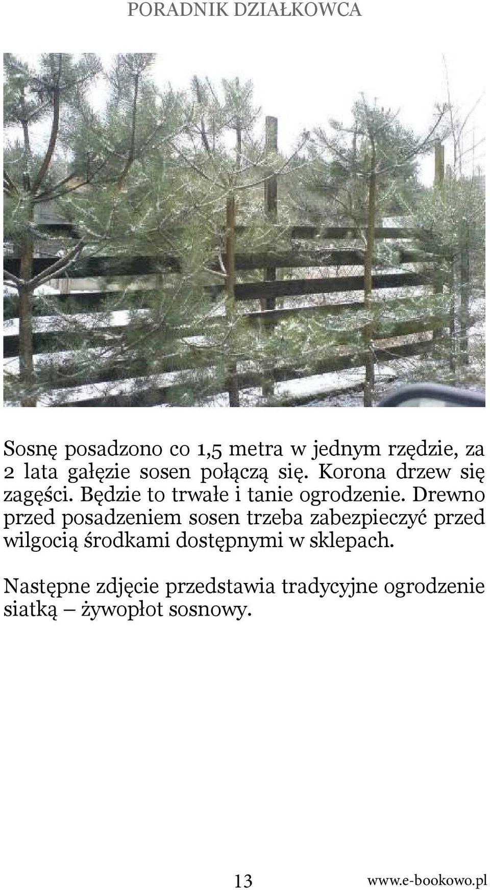 Drewno przed posadzeniem sosen trzeba zabezpieczyć przed wilgocią środkami