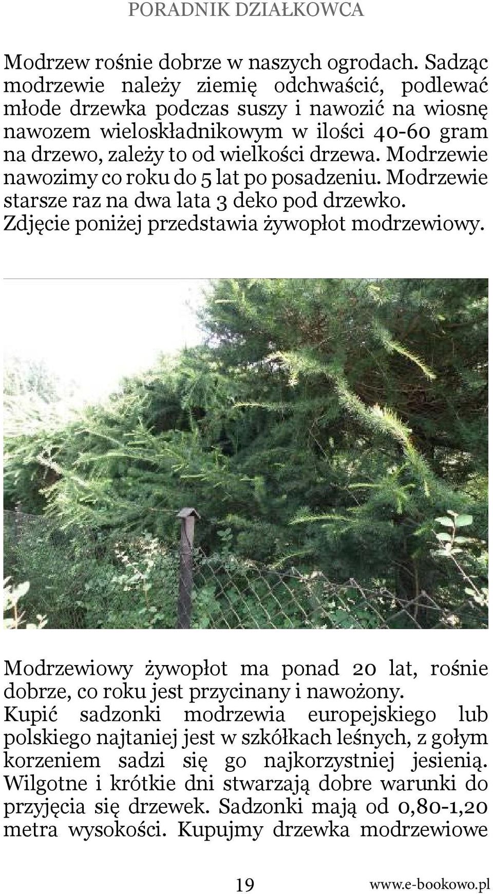 Modrzewie nawozimy co roku do 5 lat po posadzeniu. Modrzewie starsze raz na dwa lata 3 deko pod drzewko. Zdjęcie poniżej przedstawia żywopłot modrzewiowy.