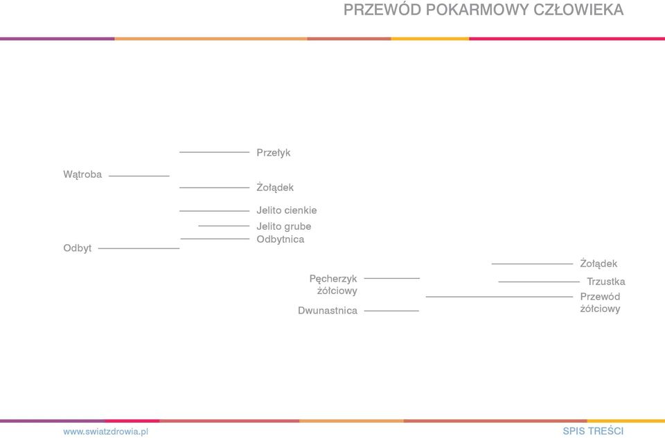 Jelito grube Odbytnica Pęcherzyk