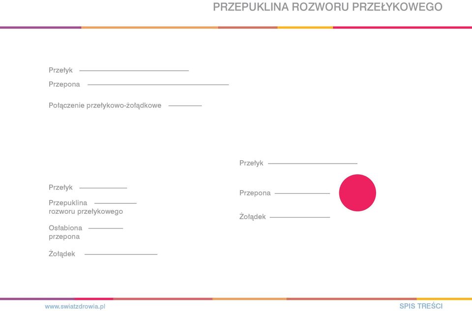 Przełyk Przełyk Przepuklina rozworu