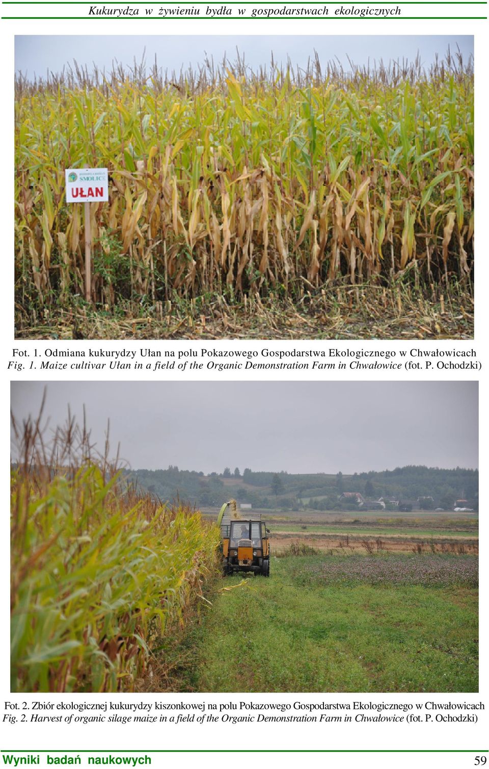 Maize cultivar Ułan in a field of the Organic Demonstration Farm in Chwałowice (fot. P. Ochodzki) Fot. 2.