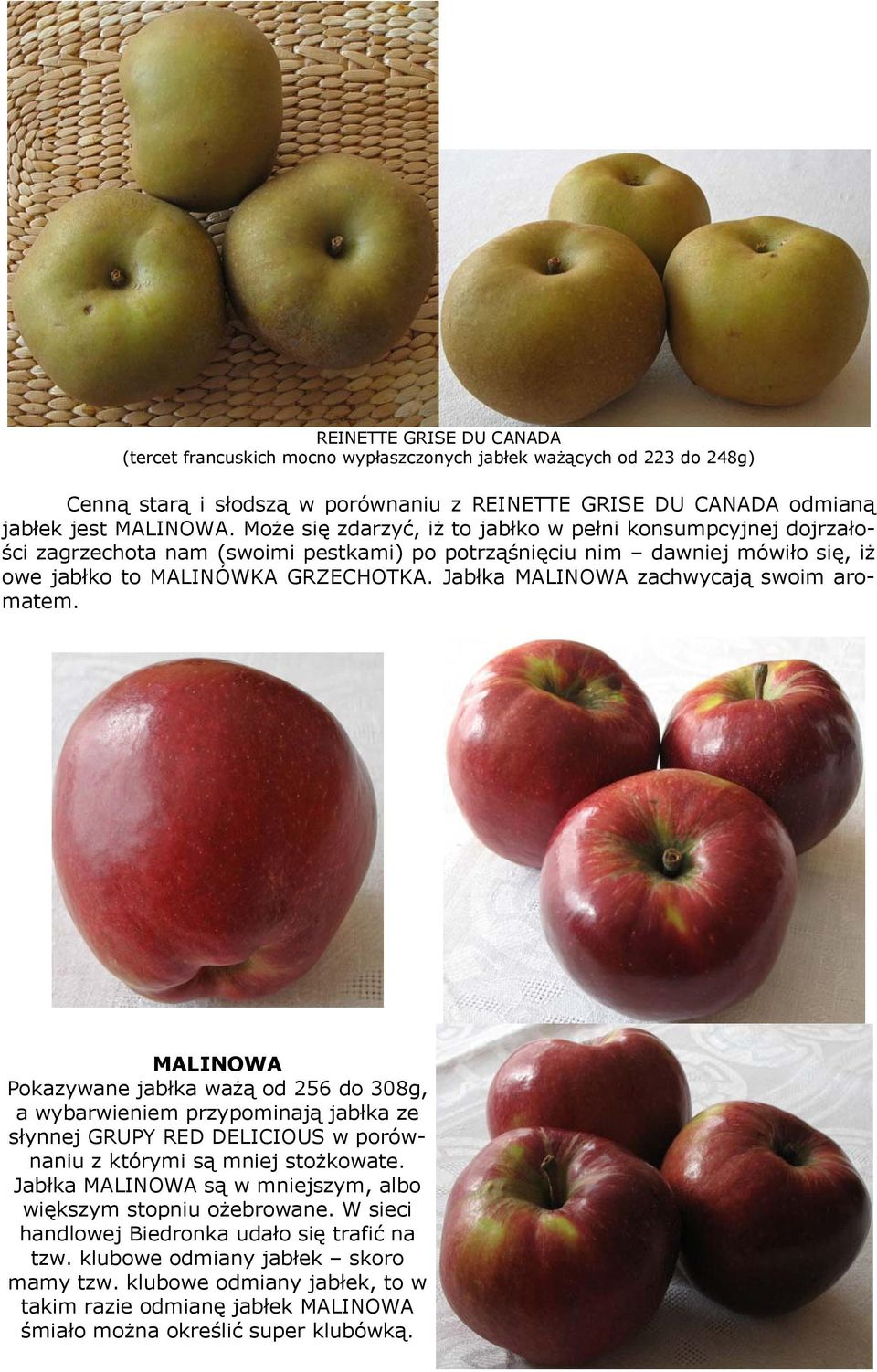 Jabłka MALINOWA zachwycają swoim aromatem. MALINOWA Pokazywane jabłka ważą od 256 do 308g, a wybarwieniem przypominają jabłka ze słynnej GRUPY RED DELICIOUS w porównaniu z którymi są mniej stożkowate.