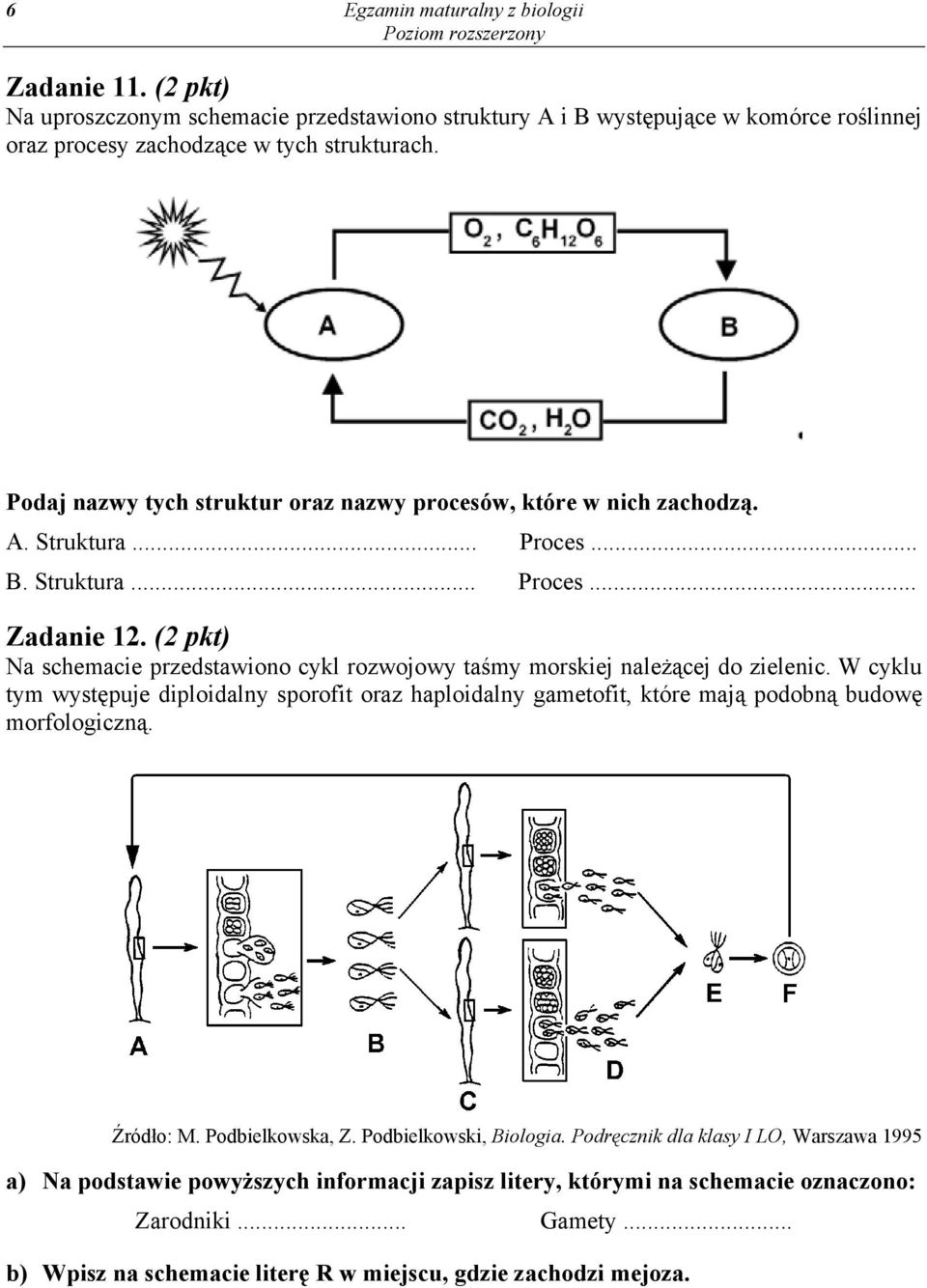 (2 pkt) Na schemacie przedstawiono cykl rozwojowy taśmy morskiej należącej do zielenic.