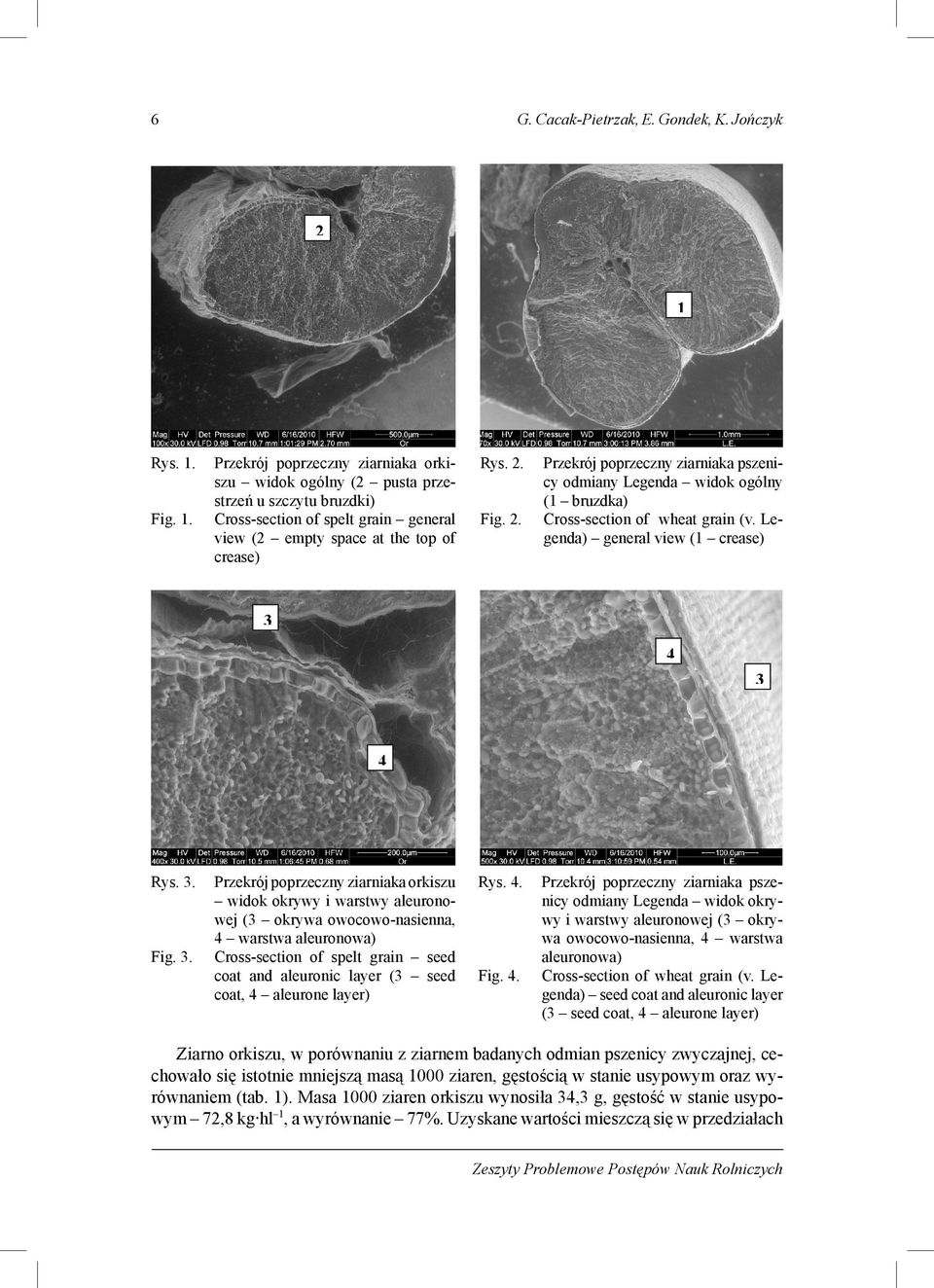 Fig. 2. Przekrój poprzeczny ziarniaka pszenicy odmiany Legenda widok ogólny (1 bruzdka) Cross-section of wheat grain (v. Legenda) general view (1 crease) 3 