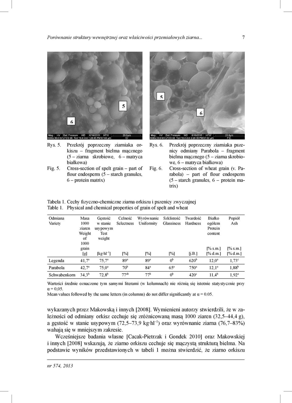 protein matrix) Rys. 6. Przekrój poprzeczny ziarniaka pszenicy odmiany Parabola fragment bielma mącznego (5 ziarna skrobiowe, 6 matryca białkowa) Fig. 6. Cross-section of wheat grain (v.