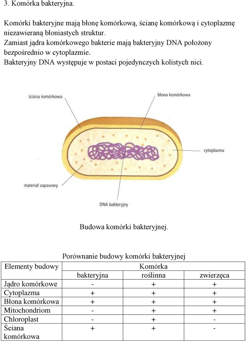 Bakteryjny DNA występuje w postaci pojedynczych kolistych nici. Budowa komórki bakteryjnej.