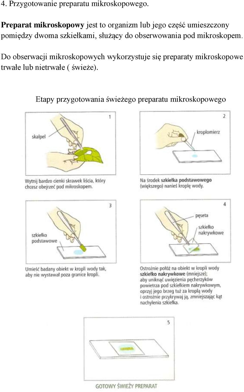 szkiełkami, służący do obserwowania pod mikroskopem.