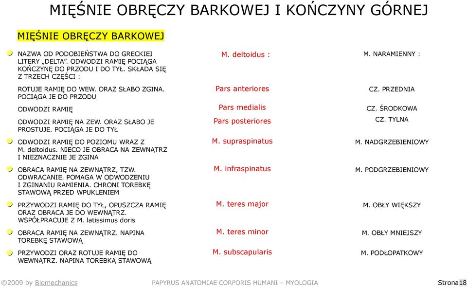 deltoidus : Pars anteriores Pars medialis Pars posteriores M. NARAMIENNY : CZ. PRZEDNIA CZ. ŚRODKOWA CZ. TYLNA = ODWODZI RAMIĘ DO POZIOMU WRAZ Z M. deltoidus.