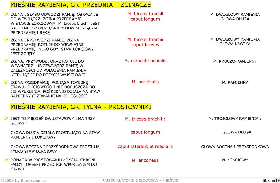 biceps brachii caput longum M. biceps brachii caput breves M. DWUGŁOWY RAMIENIA GŁOWA DŁUGA M.