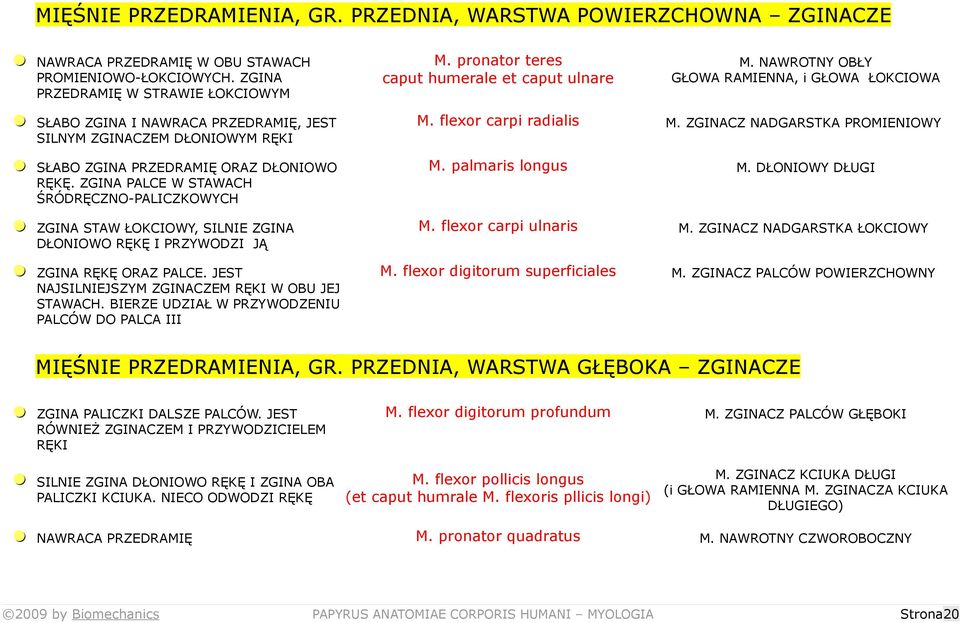 NAWROTNY OBŁY GŁOWA RAMIENNA, i GŁOWA ŁOKCIOWA = SŁABO ZGINA I NAWRACA PRZEDRAMIĘ, JEST SILNYM ZGINACZEM DŁONIOWYM RĘKI = SŁABO ZGINA PRZEDRAMIĘ ORAZ DŁONIOWO RĘKĘ.