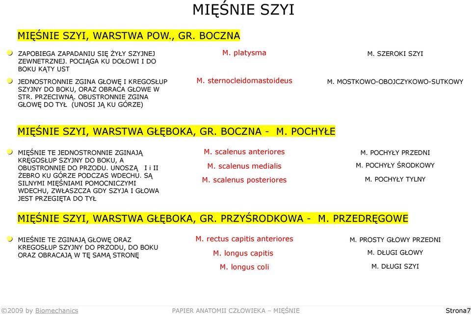 SZEROKI SZYI M. sternocleidomastoideus M. MOSTKOWO-OBOJCZYKOWO-SUTKOWY MIĘŚNIE SZYI, WARSTWA GŁĘBOKA, GR. BOCZNA - M.