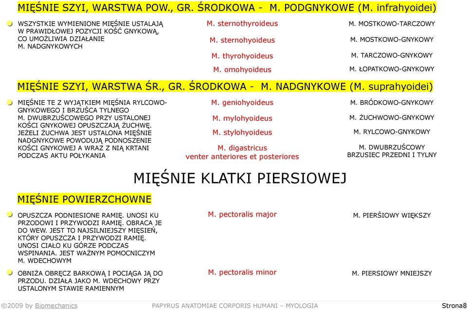 NADGNYKOWE (M. suprahyoidei) = MIĘŚNIE TE Z WYJĄTKIEM MIĘŚNIA RYLCOWO- GNYKOWEGO I BRZUŚCA TYLNEGO M. DWUBRZUŚCOWEGO PRZY USTALONEJ KOŚCI GNYKOWEJ OPUSZCZAJĄ ŻUCHWĘ.