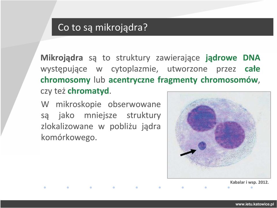 cytoplazmie, utworzone przez całe chromosomy lub acentryczne fragmenty