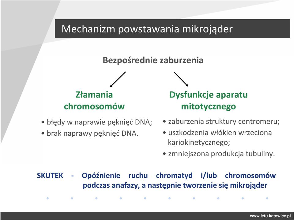 Dysfunkcje aparatu mitotycznego zaburzenia struktury centromeru; uszkodzenia włókien wrzeciona