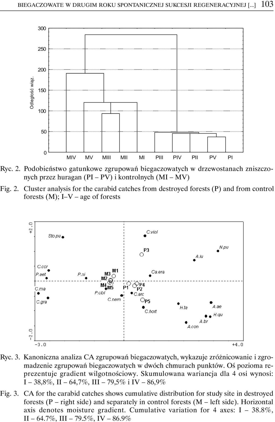 2. Cluster analysis for the carabid catches from destroyed forests (P) and from control forests (M); I V age of forests Ryc. 3.