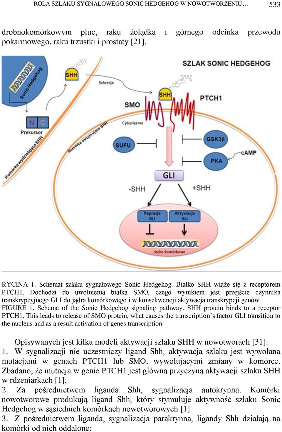 Dochodzi do uwolnienia białka SMO, czego wynikiem jest przejście czynnika transkrypcyjnego GLI do jądra komórkowego i w konsekwencji aktywacja transkrypcji genów FIGURE 1.