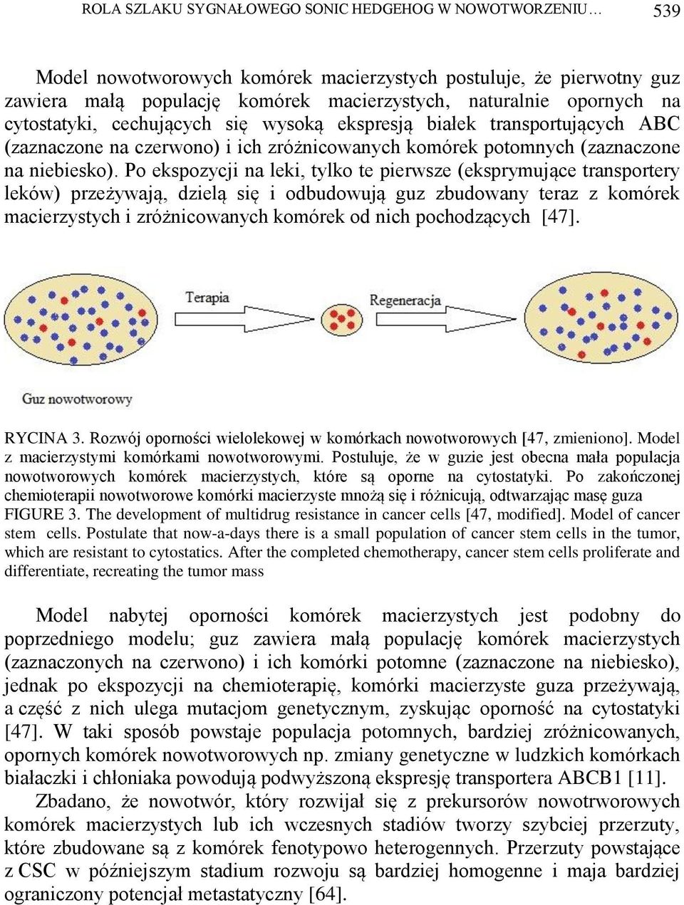 Po ekspozycji na leki, tylko te pierwsze (eksprymujące transportery leków) przeżywają, dzielą się i odbudowują guz zbudowany teraz z komórek macierzystych i zróżnicowanych komórek od nich