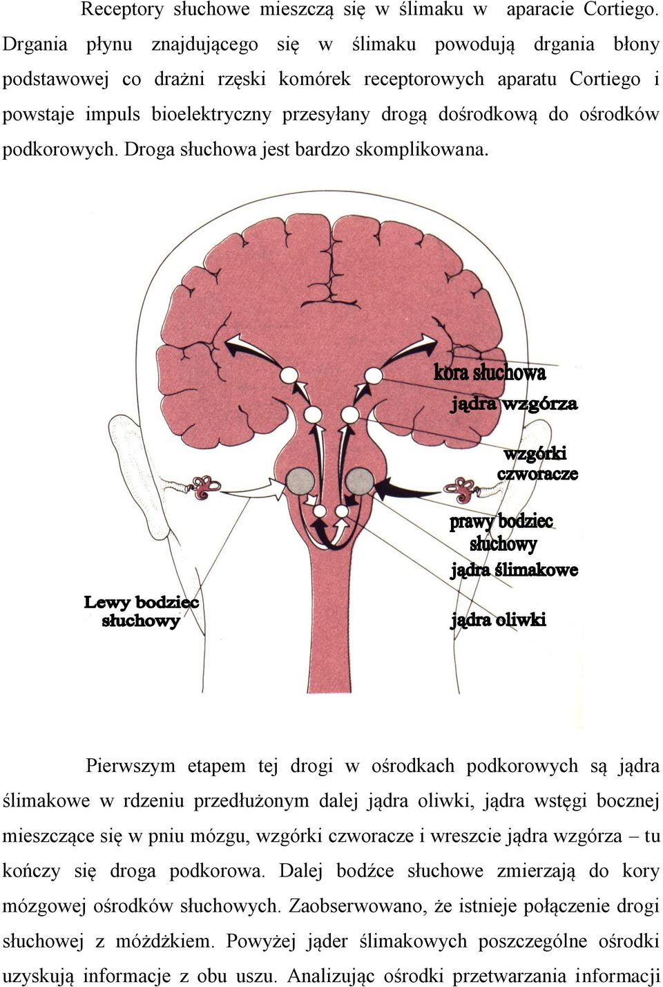 ośrodków podkorowych. Droga słuchowa jest bardzo skomplikowana.