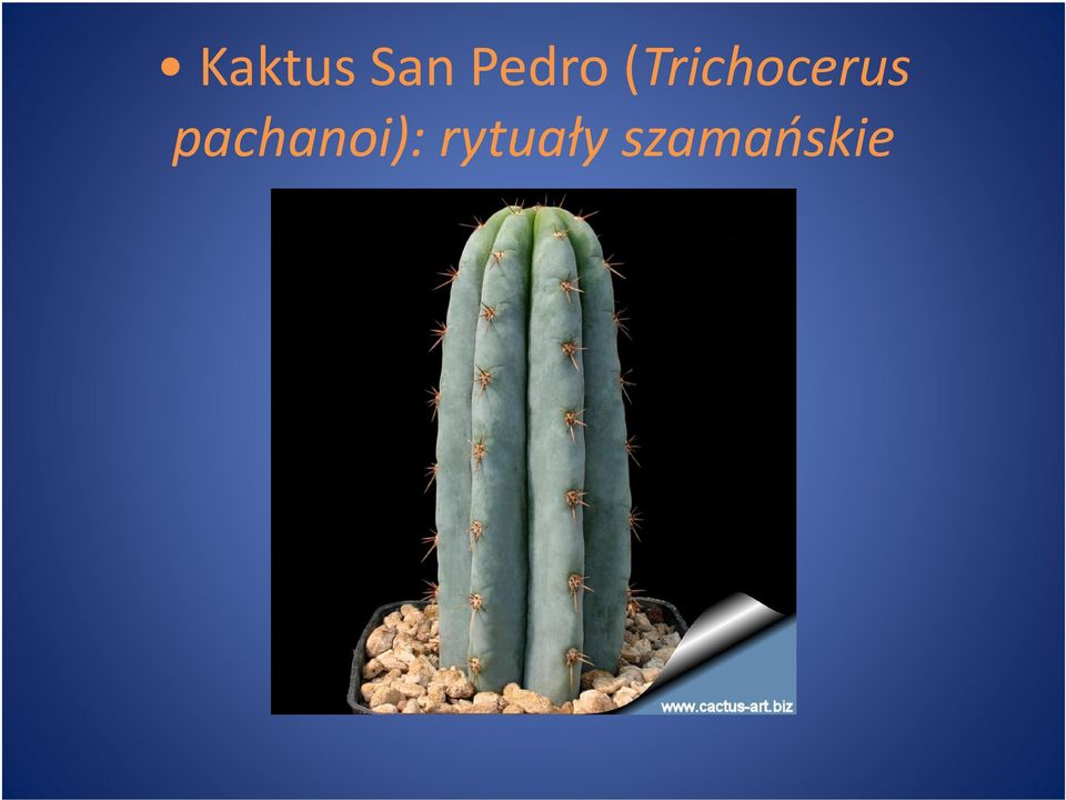 (Trichocerus