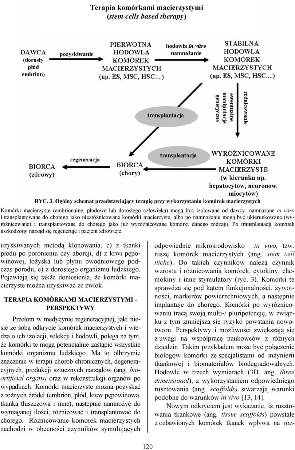 transplantowane do chorego jako niezróżnicowane komórki macierzyste, albo po namnożeniu mogą być ukierunkowane (wyróżnicowane) i transplantowane do chorego jako już wyróżnicowane komórki danego