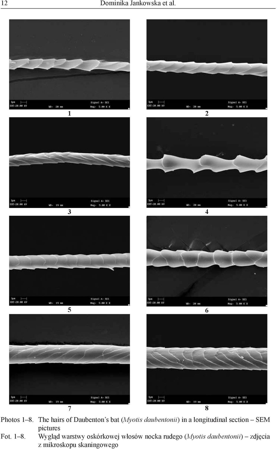 longitudinal section SEM pictures Fot. 1 8.