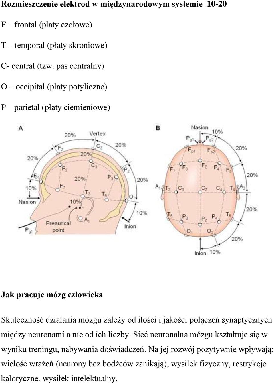 ilości i jakości połączeń synaptycznych między neuronami a nie od ich liczby.