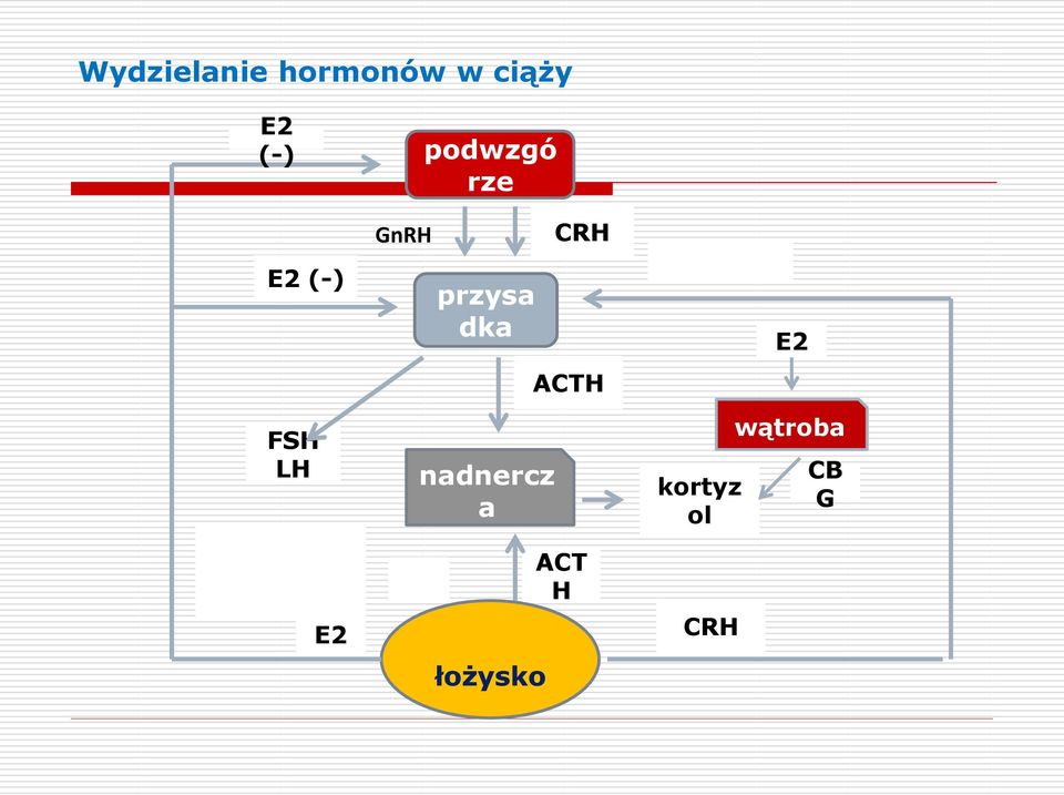 E2 przysa dka nadnercz a łożysko