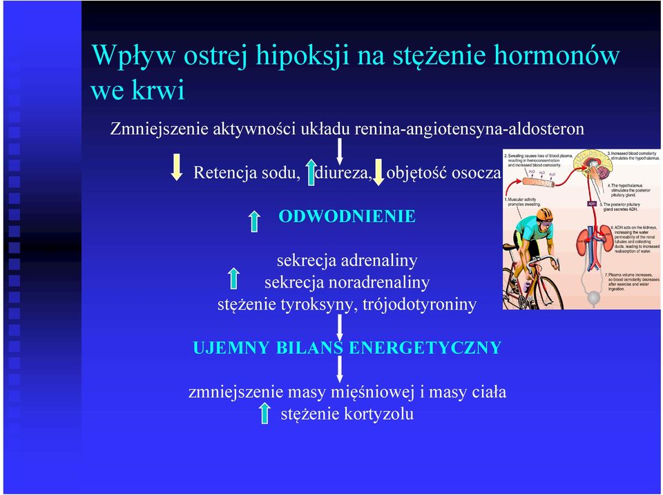 sekrecja adrenaliny sekrecja noradrenaliny stężenie tyroksyny, trójodotyroniny