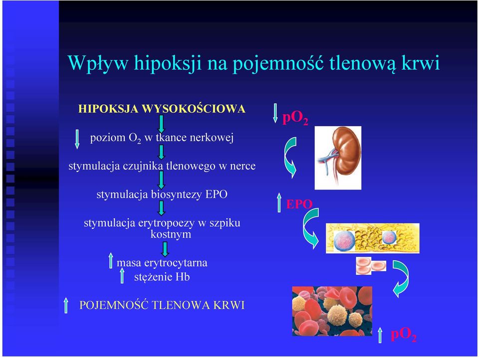 nerce stymulacja biosyntezy EPO stymulacja erytropoezy w szpiku