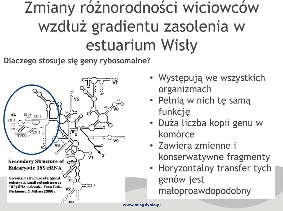 Występują we wszystkich organizmach Pełnią w nich tę samą funkcję Duża liczba