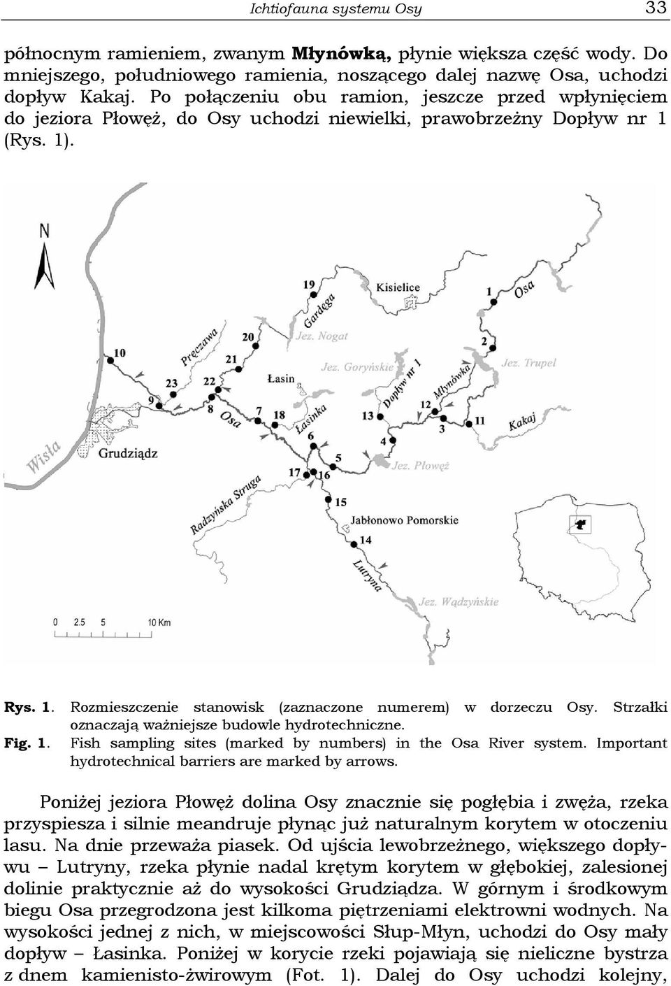 Strzałki oznaczają ważniejsze budowle hydrotechniczne. Fig. 1. Fish sampling sites (marked by numbers) in the Osa River system. Important hydrotechnical barriers are marked by arrows.