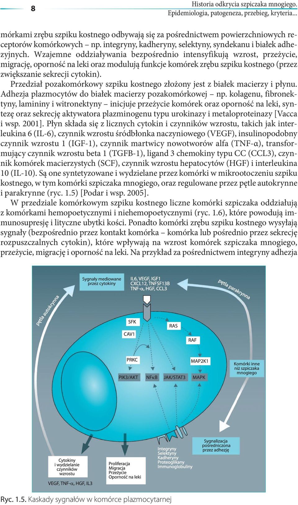 Wzajemne oddziaływania bezpośrednio intensyfikują wzrost, przeżycie, migrację, oporność na leki oraz modulują funkcje komórek zrębu szpiku kostnego (przez zwiększanie sekrecji cytokin).