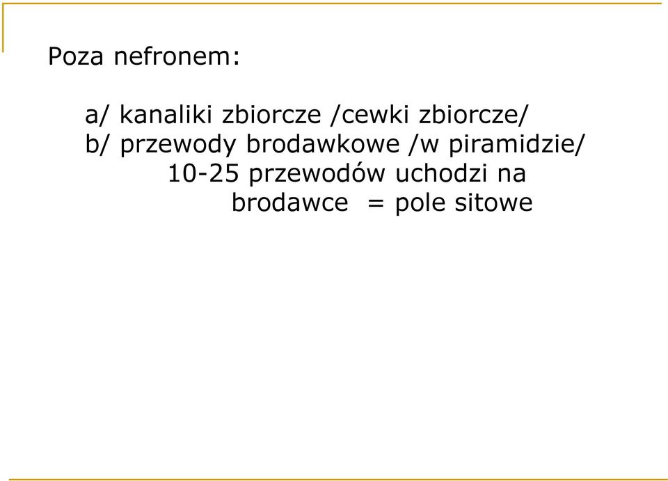 przewody brodawkowe /w piramidzie/