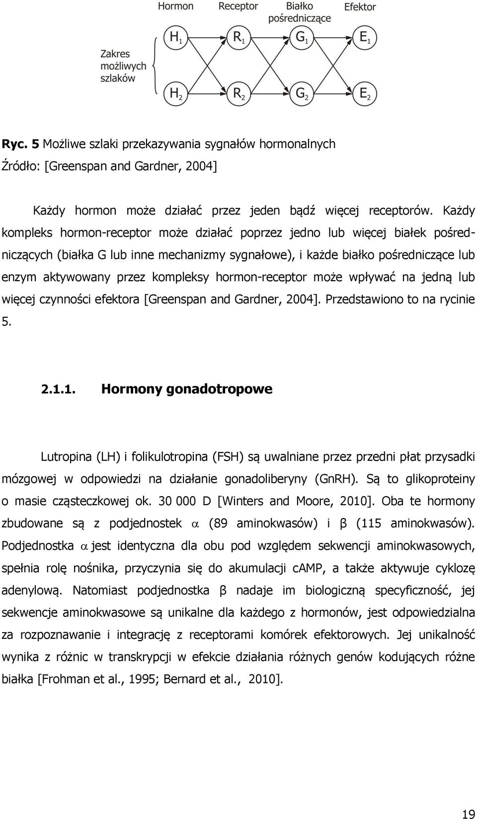 hormon-receptor może wpływać na jedną lub więcej czynności efektora [Greenspan and Gardner, 2004]. Przedstawiono to na rycinie 5. 2.1.