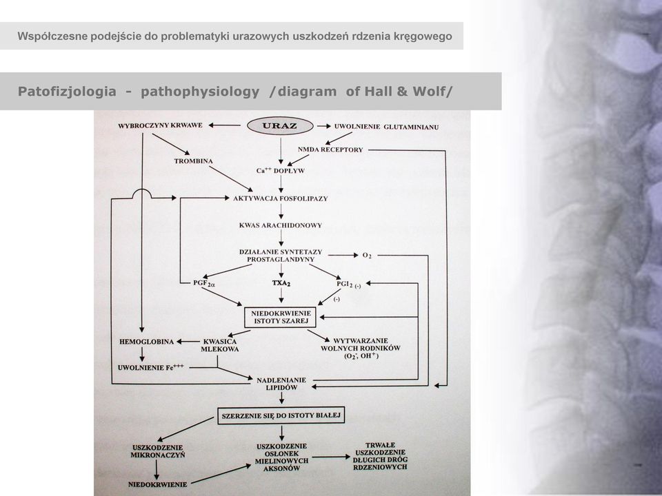 rdzenia kręgowego Patofizjologia