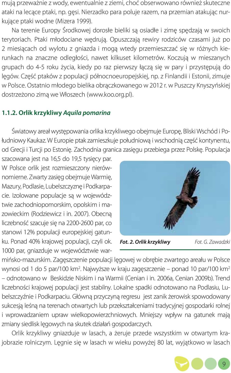 Opuszczają rewiry rodziców czasami już po 2 miesiącach od wylotu z gniazda i mogą wtedy przemieszczać się w różnych kierunkach na znaczne odległości, nawet kilkuset kilometrów.