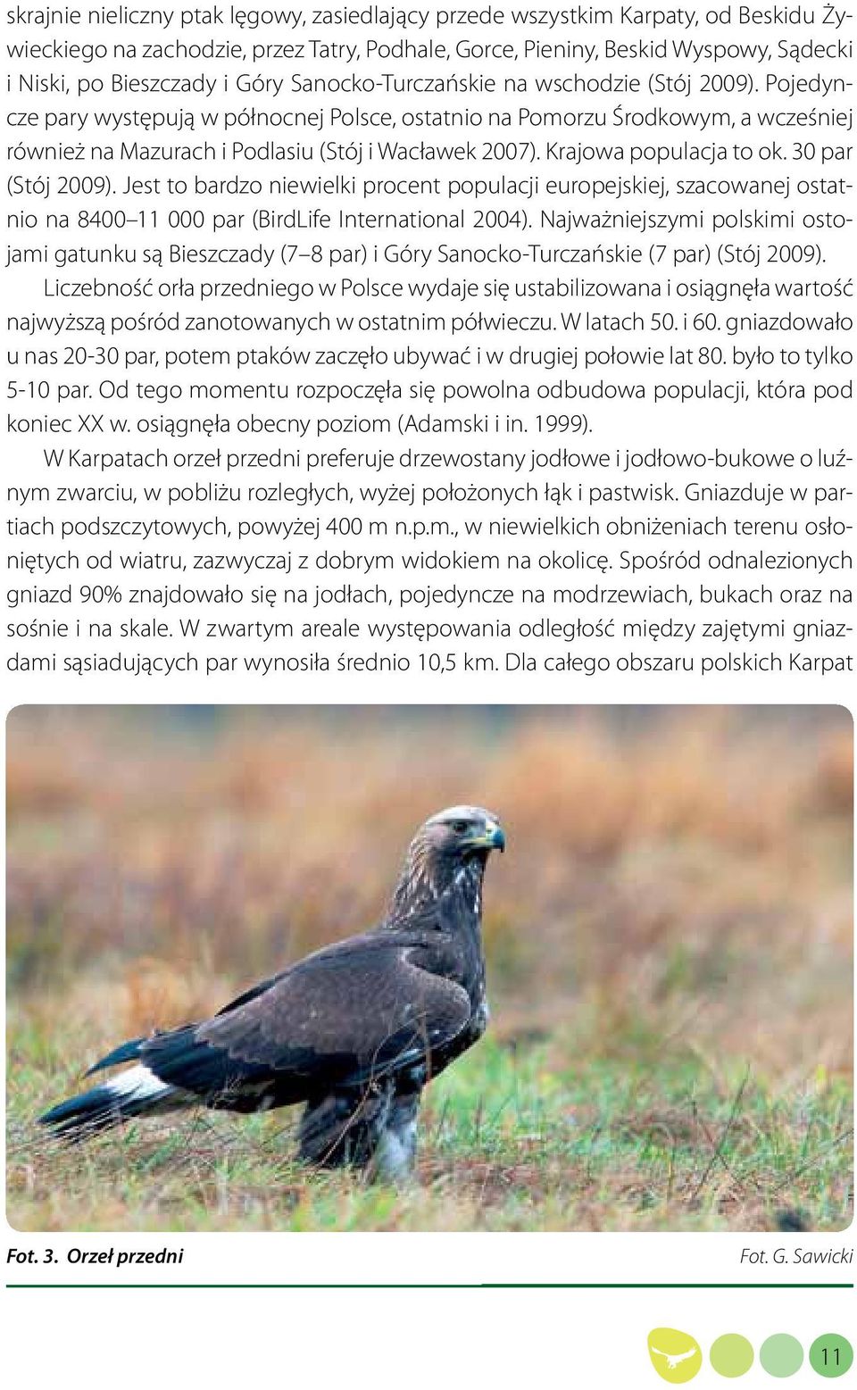 Krajowa populacja to ok. 30 par (Stój 2009). Jest to bardzo niewielki procent populacji europejskiej, szacowanej ostatnio na 8400 11 000 par (BirdLife International 2004).