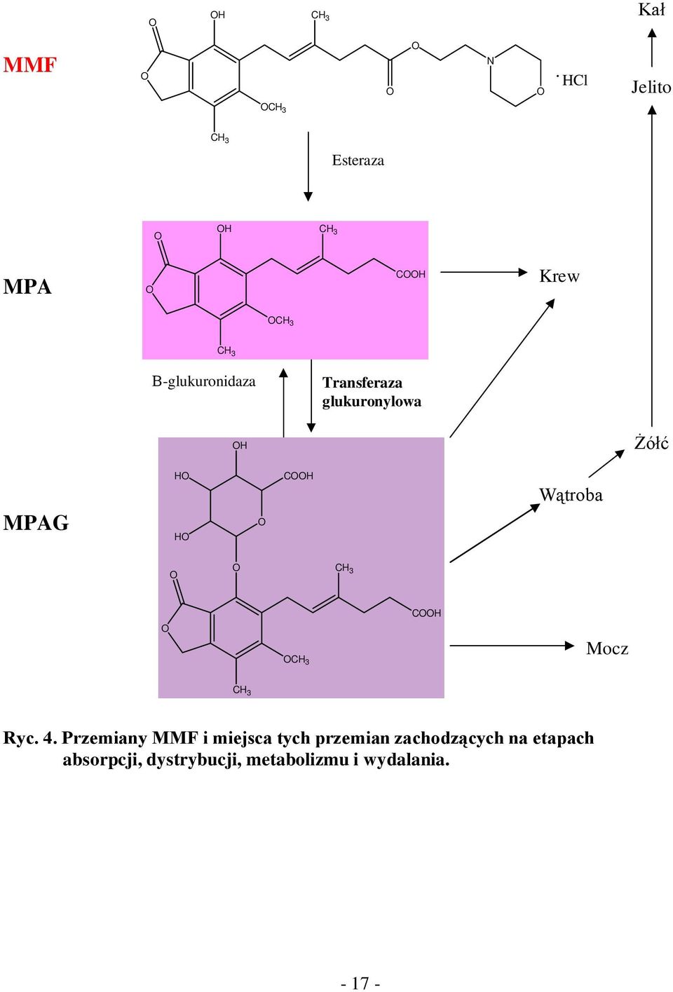 Β-glukuronidaza Transferaza glukuronylowa H Żółć MPAG H H CH Wątroba CH 3